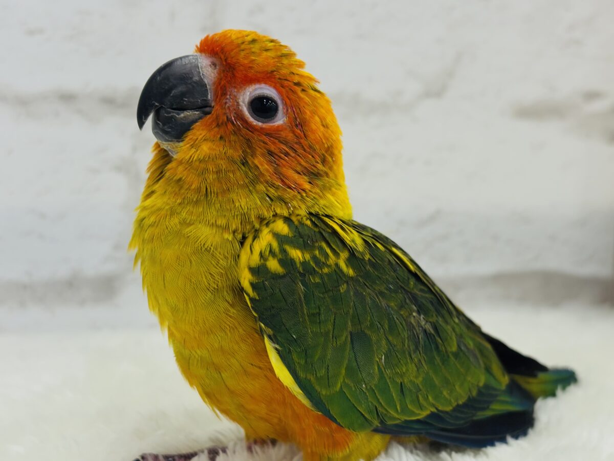 【最新画像更新🪄】甘々確定🐣💖コガネメキシコインコ ヒナ コガネメキシコインコ