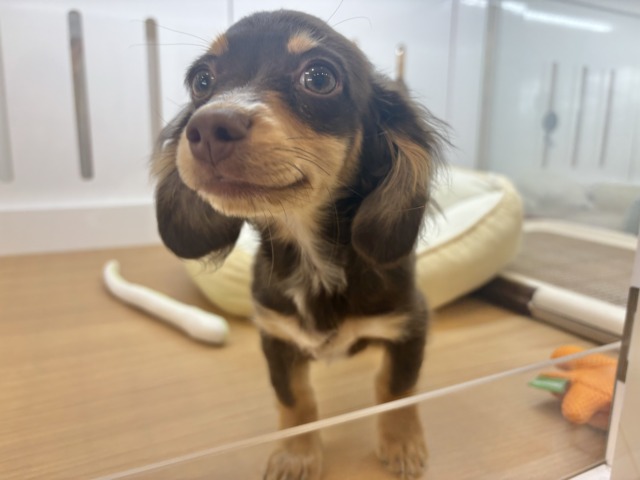 チワックス