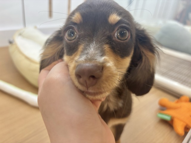 チワックス
