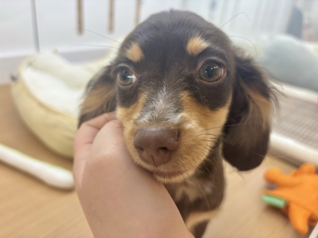 チワックス