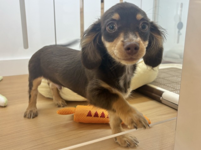 尻尾の止め方の取り扱い教えて〜!?チワックスくん! チワックス