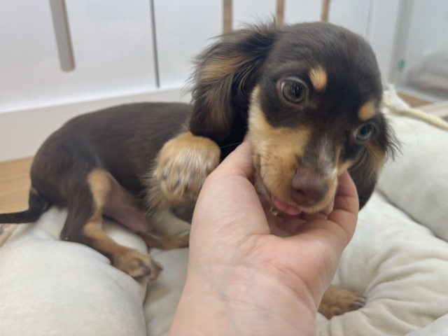 チワックス