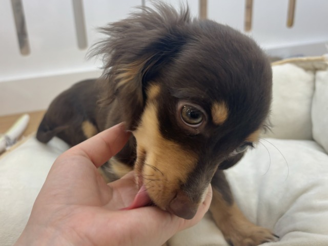 チワックス