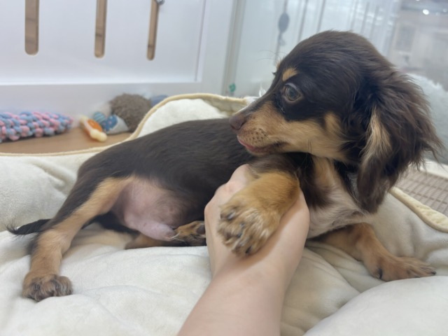 チワックス