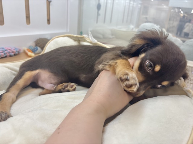 チワックス