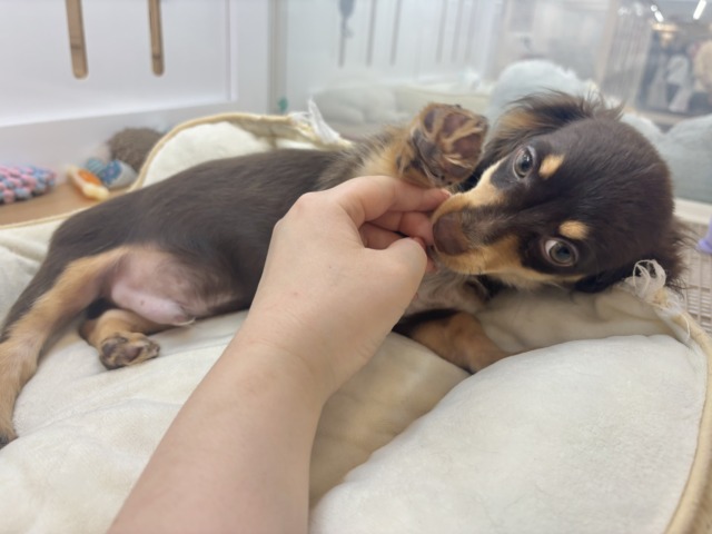 チワックス