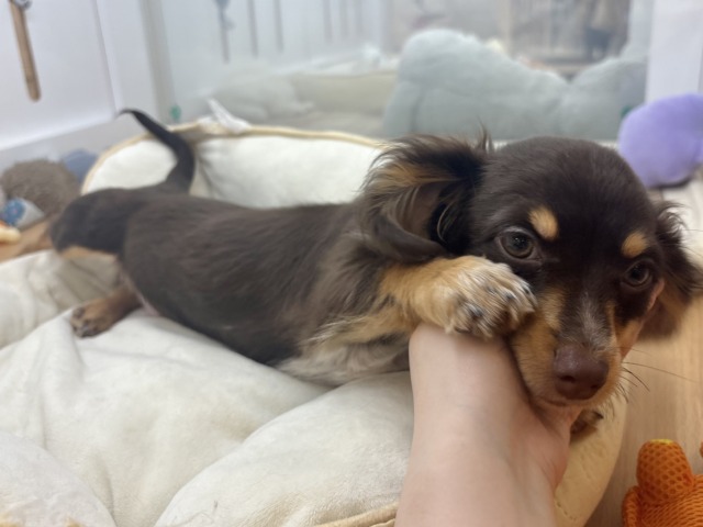 チワックス