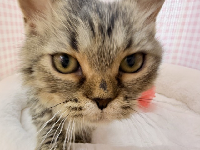 ラムキン