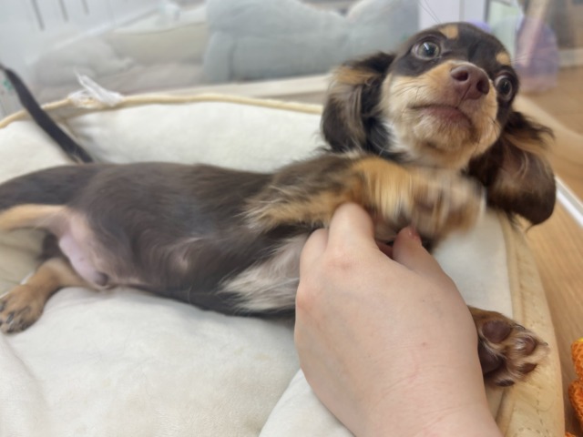 チワックス
