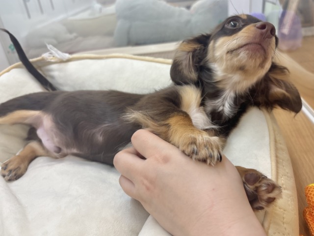 チワックス