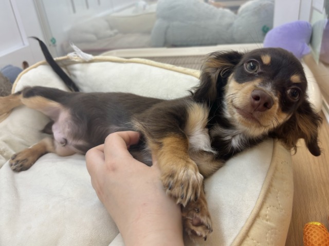 チワックス