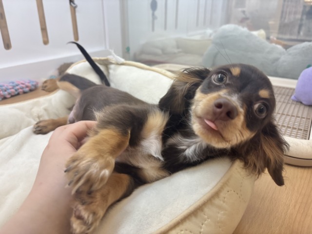 チワックス