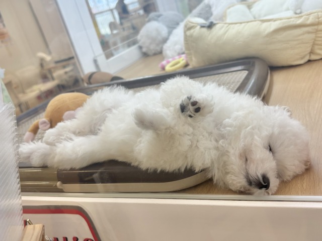 超ホヤホヤ最新画像✨好き好きが止まらな〜い!!トイプードルちゃん! トイプードル