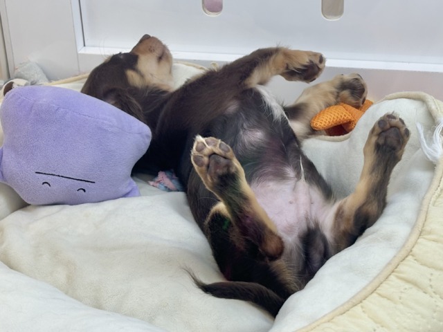 チワックス