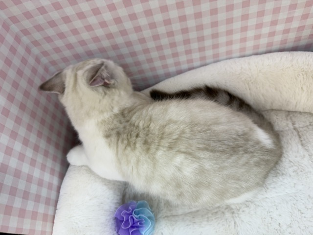 マンチカン