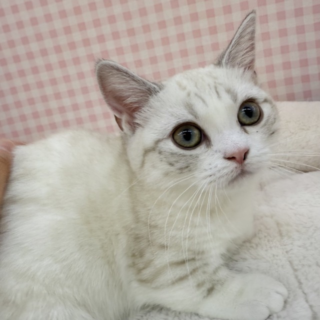 マンチカン