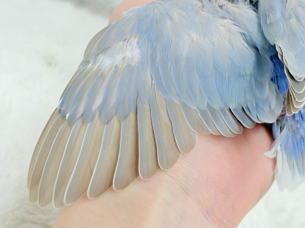 コザクラインコ（小桜インコ）