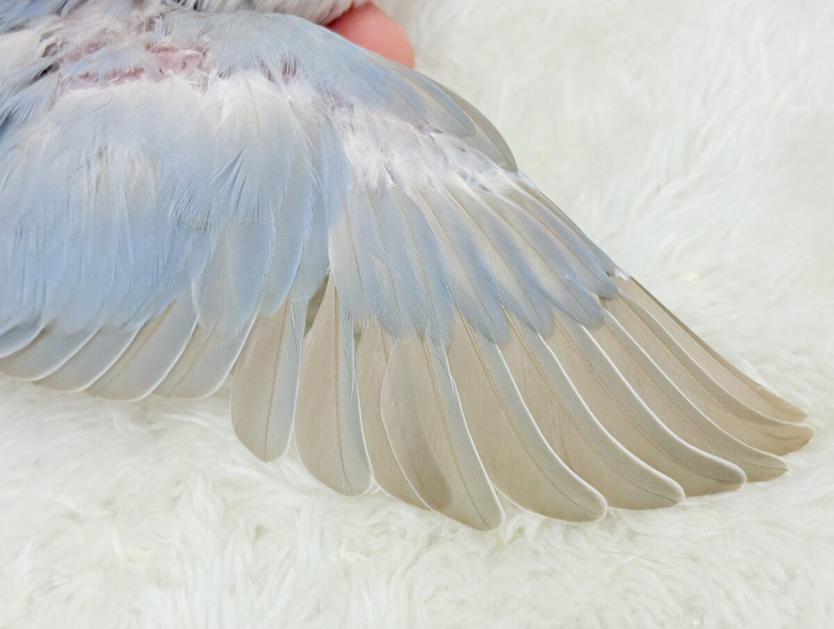 【最新画像更新🪄】ひと足お先に夏先取りです🐣🌊コザクラインコ(ターコイズシナモンオパーリン) ヒナ コザクラインコ(小桜インコ)