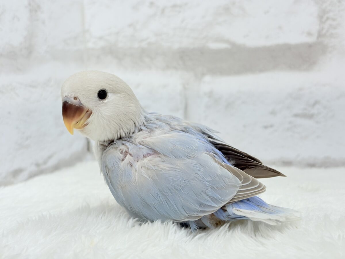 【最新画像更新🪄】ひと足お先に夏先取りです🐣🌊コザクラインコ(ターコイズシナモンオパーリン) ヒナ コザクラインコ(小桜インコ)