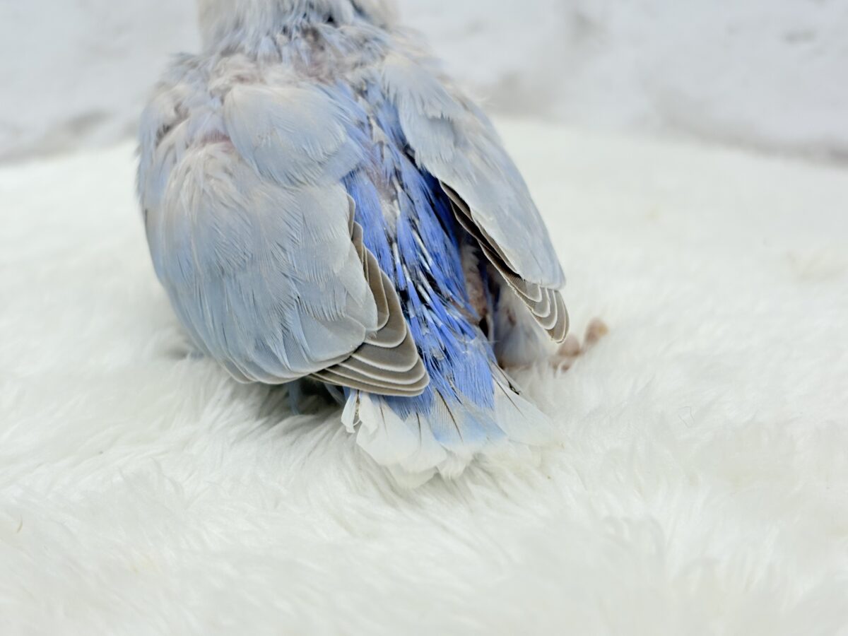 【最新画像更新🪄】ひと足お先に夏先取りです🐣🌊コザクラインコ(ターコイズシナモンオパーリン) ヒナ コザクラインコ(小桜インコ)