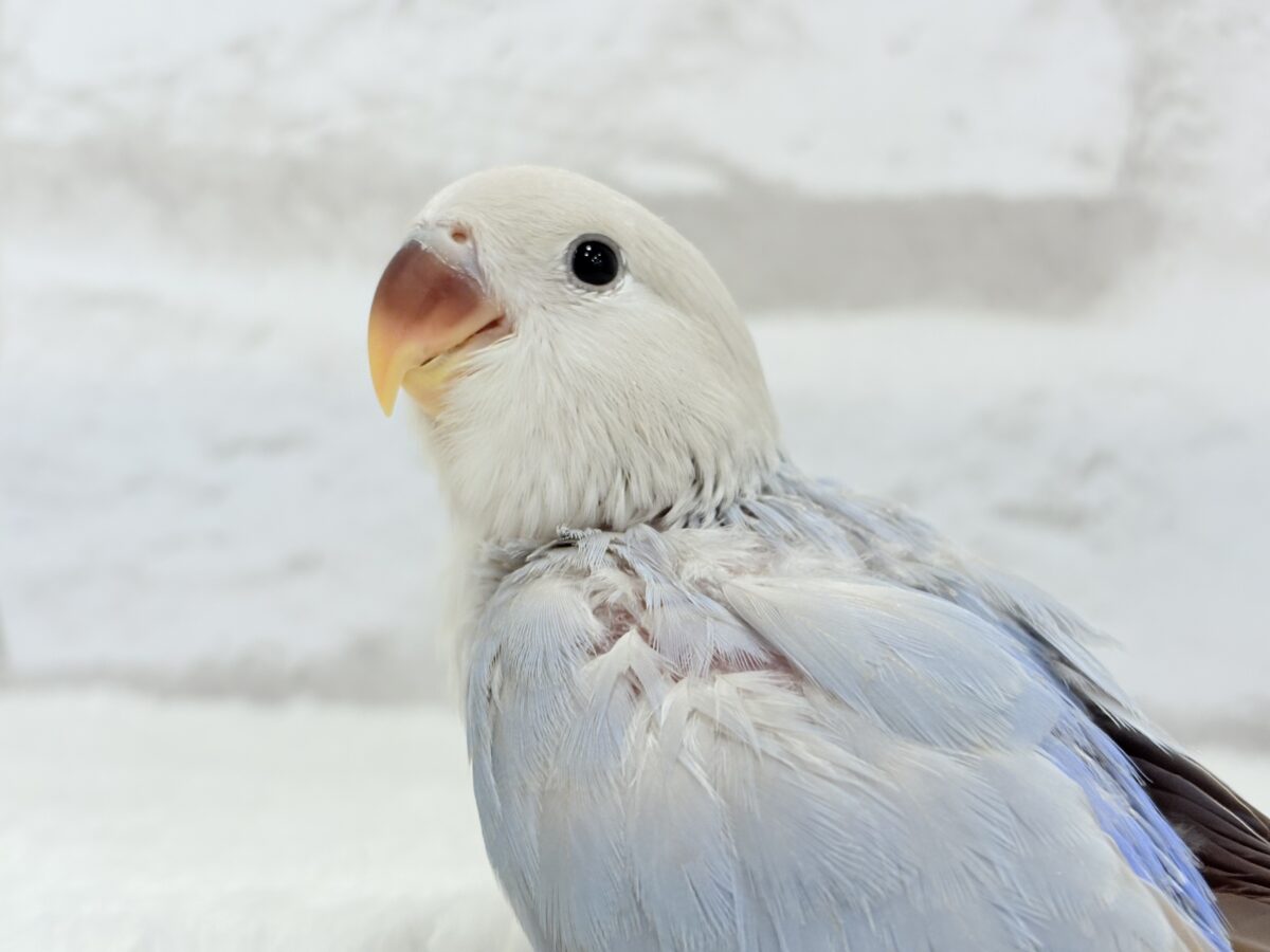【最新画像更新🪄】ひと足お先に夏先取りです🐣🌊コザクラインコ(ターコイズシナモンオパーリン) ヒナ コザクラインコ(小桜インコ)