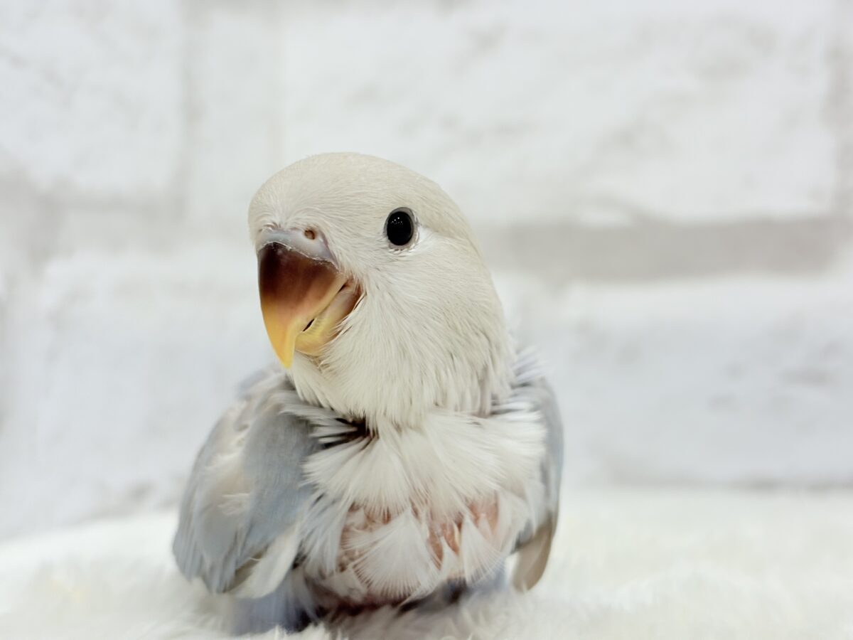 【最新画像更新🪄】ひと足お先に夏先取りです🐣🌊コザクラインコ(ターコイズシナモンオパーリン) ヒナ コザクラインコ(小桜インコ)
