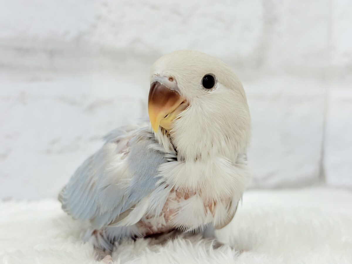 【最新画像更新🪄】ひと足お先に夏先取りです🐣🌊コザクラインコ(ターコイズシナモンオパーリン) ヒナ コザクラインコ(小桜インコ)