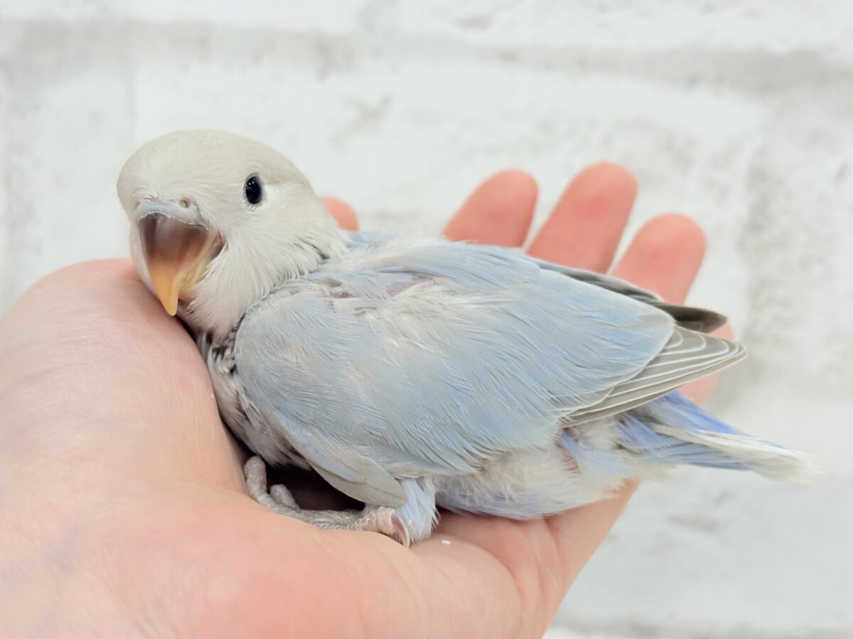 【最新画像更新🪄】ひと足お先に夏先取りです🐣🌊コザクラインコ(ターコイズシナモンオパーリン) ヒナ コザクラインコ(小桜インコ)
