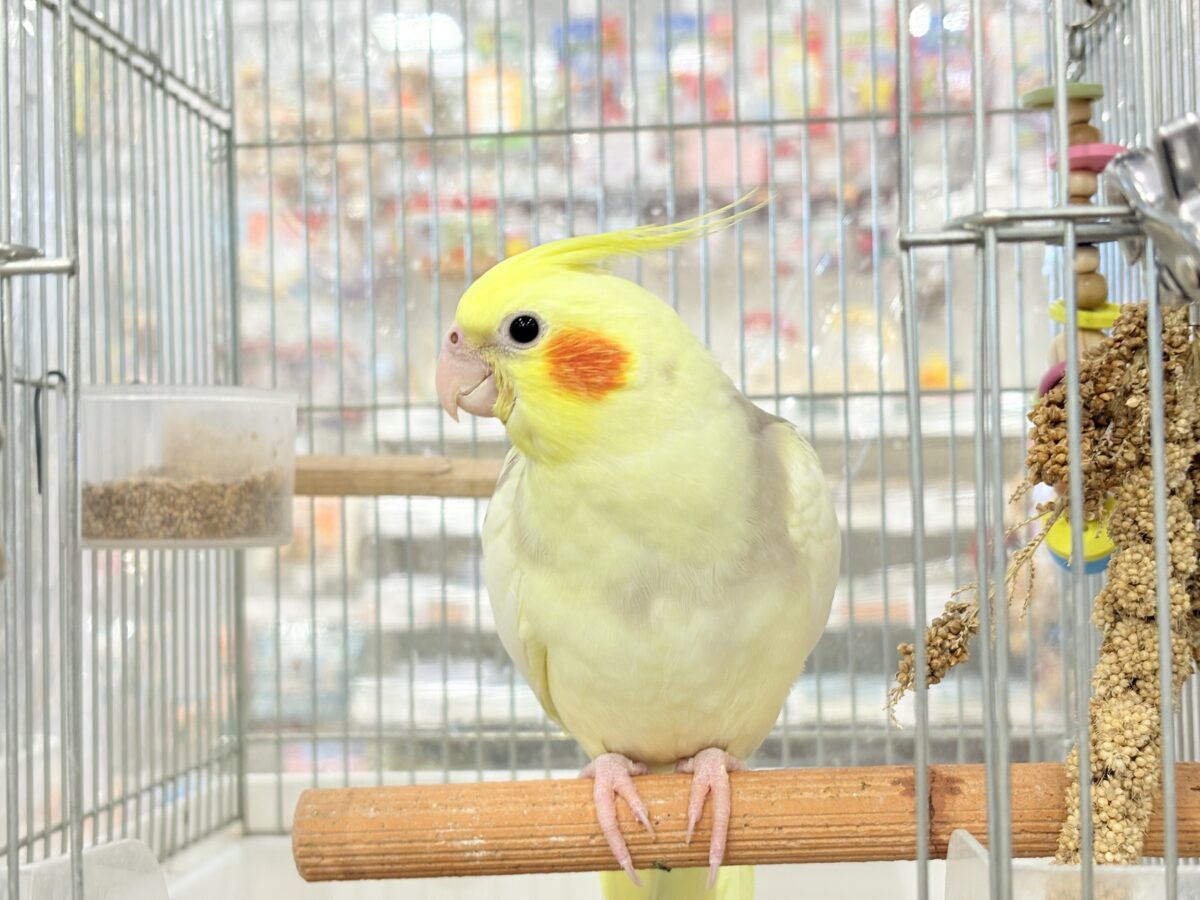 【最新画像更新🪄】ふんわりもちもち♡オカメインコ(シナモンパイド) ヒナ オカメインコ