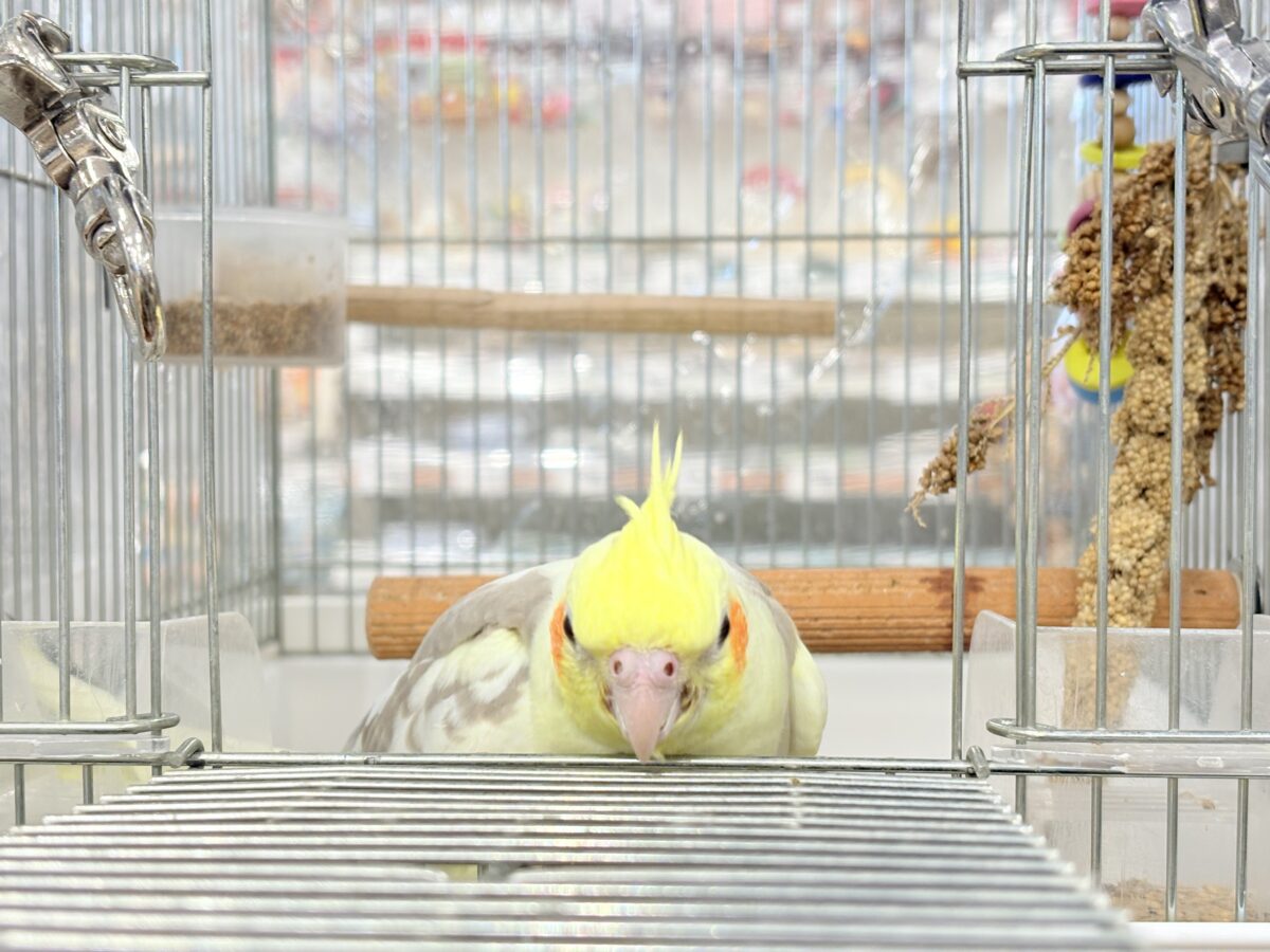 オカメインコ