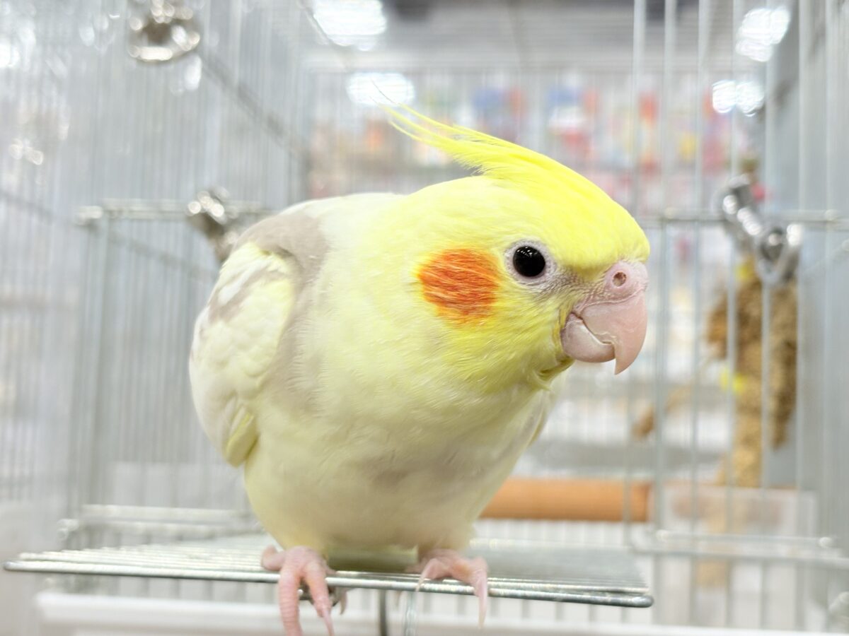 【最新画像更新🪄】ふんわりもちもち♡オカメインコ(シナモンパイド) ヒナ オカメインコ