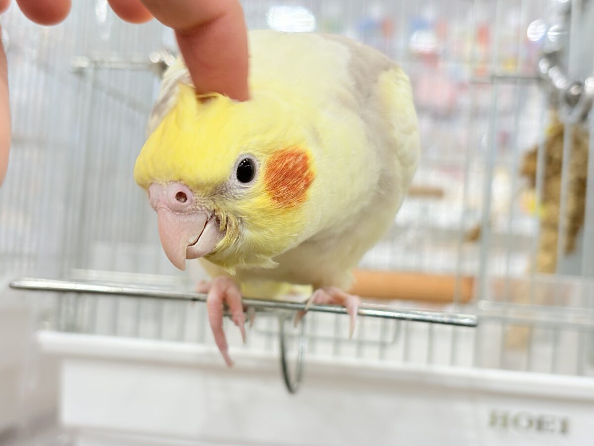 【最新画像更新🪄】ふんわりもちもち♡オカメインコ(シナモンパイド) ヒナ オカメインコ