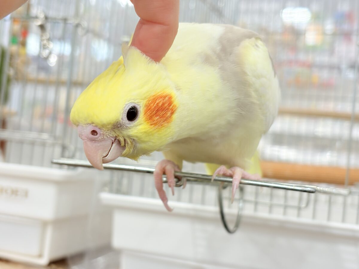 【最新画像更新🪄】ふんわりもちもち♡オカメインコ(シナモンパイド) ヒナ オカメインコ