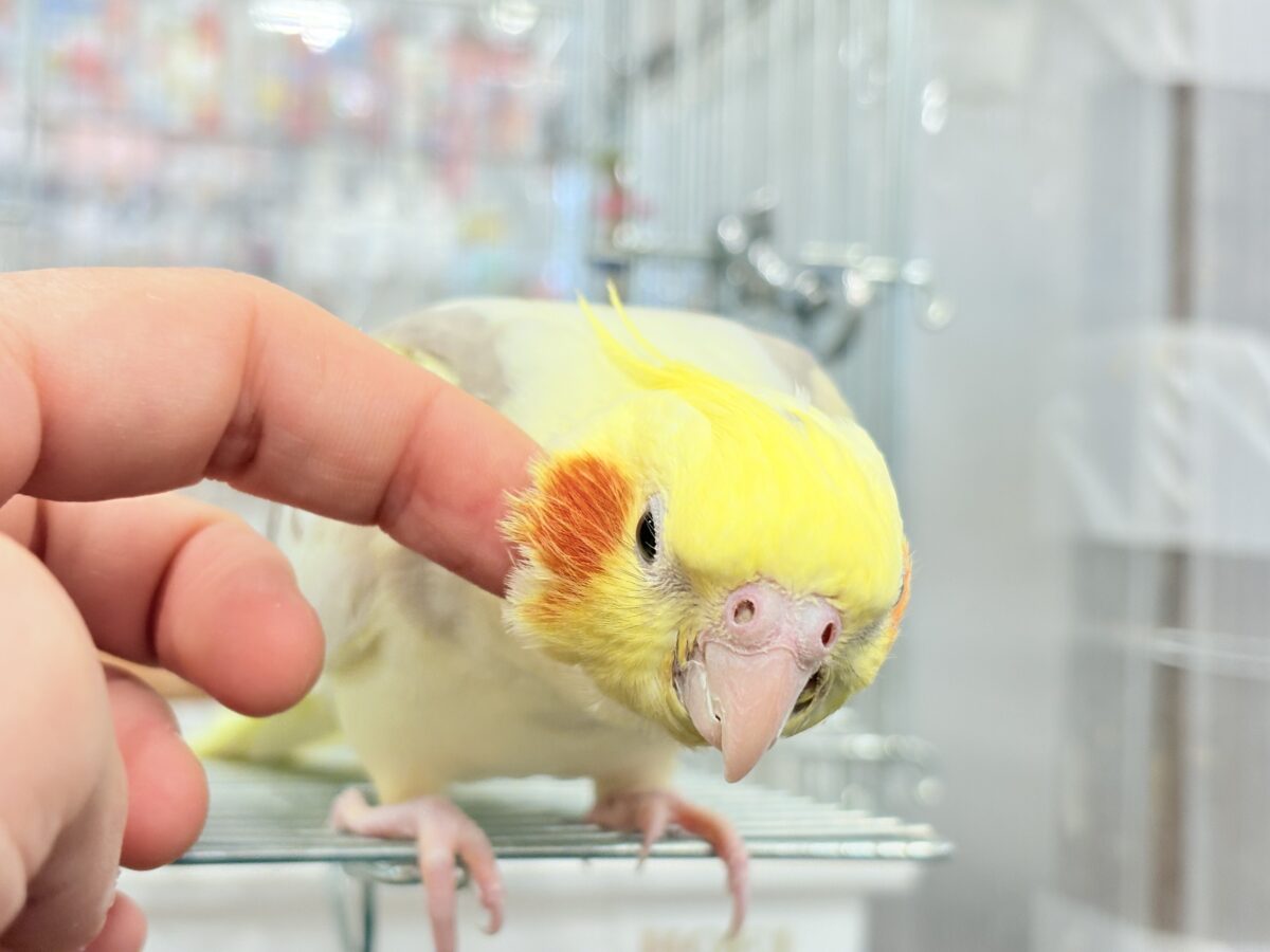 オカメインコ