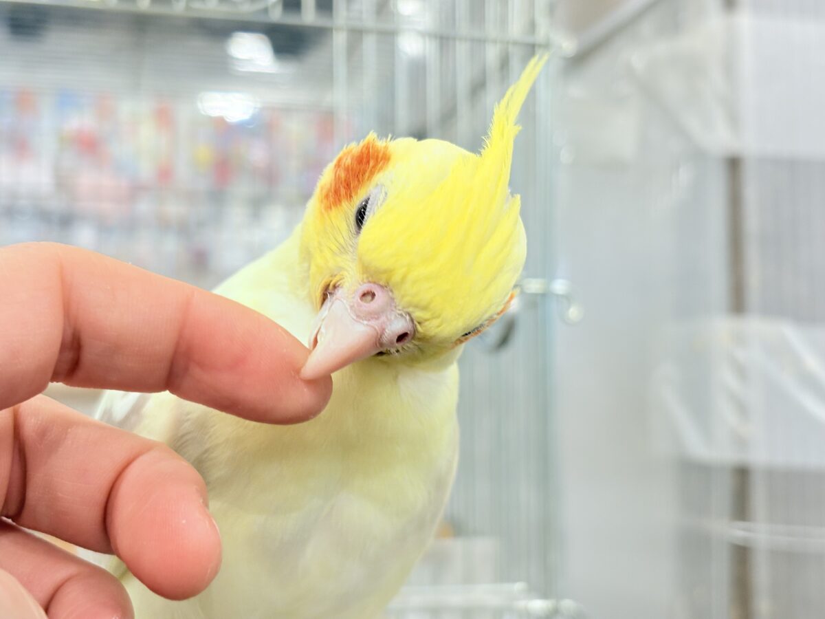 オカメインコ