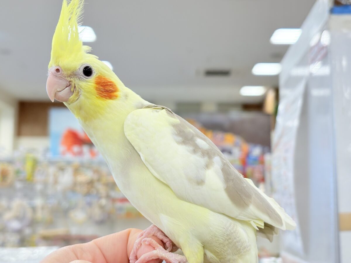 オカメインコ