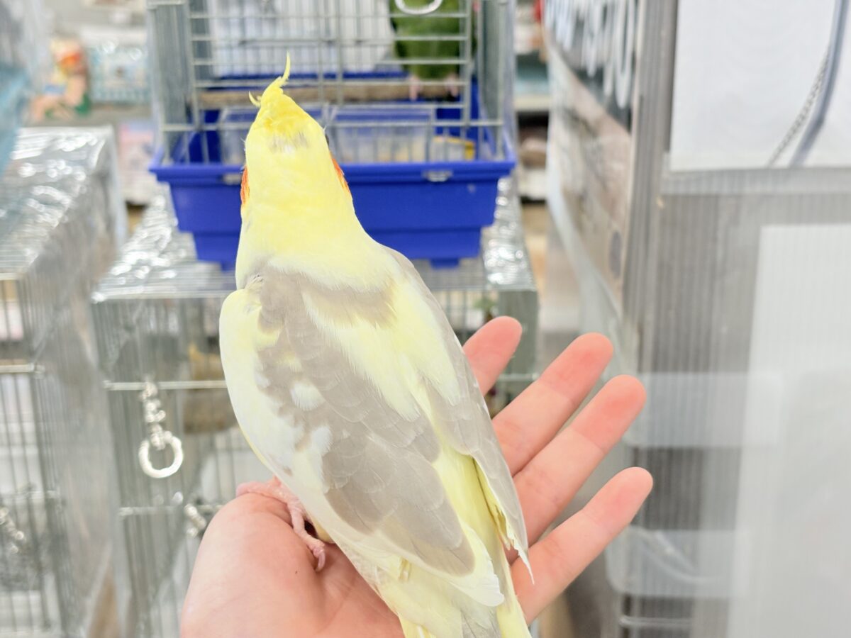 【最新画像更新🪄】ふんわりもちもち♡オカメインコ(シナモンパイド) ヒナ オカメインコ