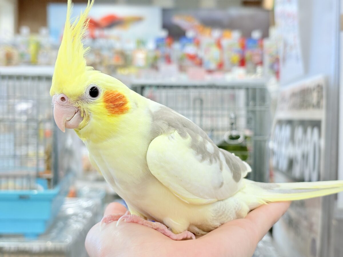 オカメインコ