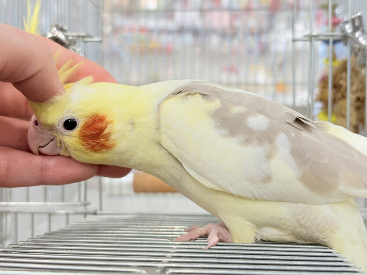 オカメインコ