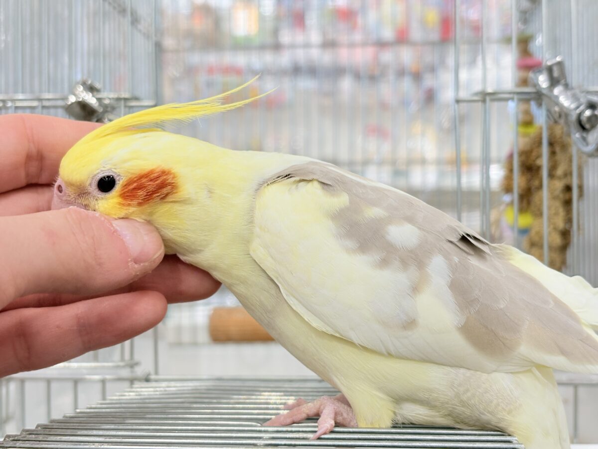 オカメインコ