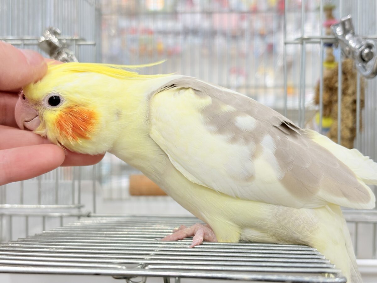 【最新画像更新🪄】ふんわりもちもち♡オカメインコ(シナモンパイド) ヒナ オカメインコ