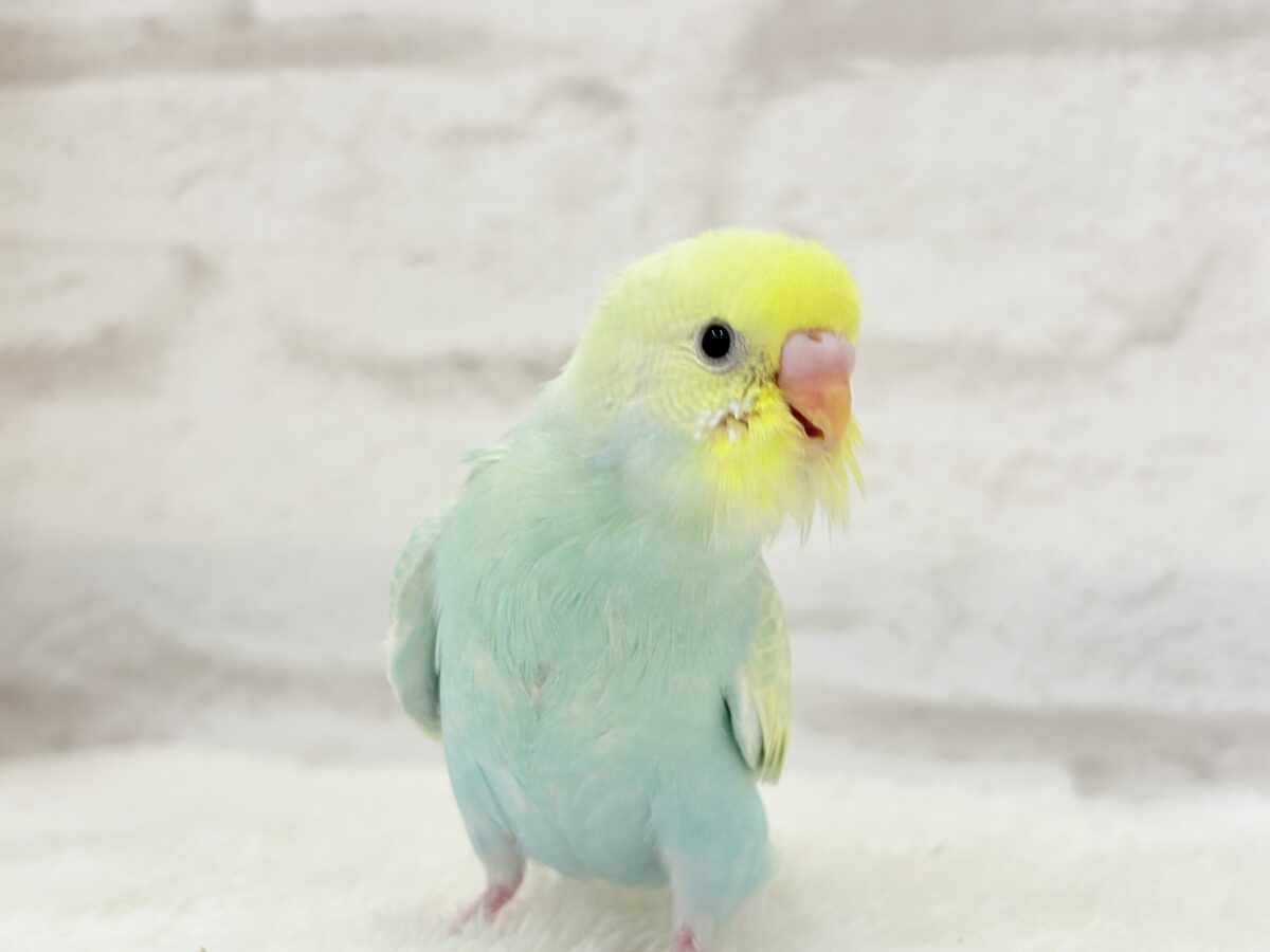 【あと1羽🐣】難易度S級👑瓜二つのふたごちゃん🐣🪇セキセイインコ(パステルカラーレインボー) ヒナ セキセイインコ