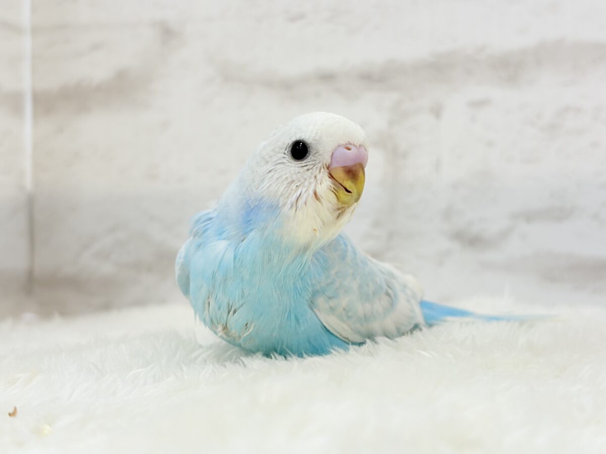 【あと1羽🐣】梅雨時期に輝く紫陽花カラー🐣🪻🫧セキセイインコ(スパングル) ヒナ セキセイインコ