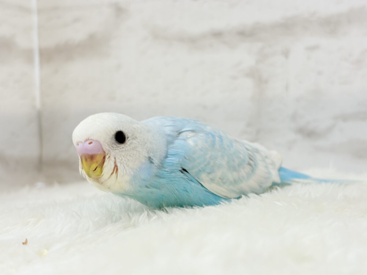 【あと1羽🐣】梅雨時期に輝く紫陽花カラー🐣🪻🫧セキセイインコ(スパングル) ヒナ セキセイインコ