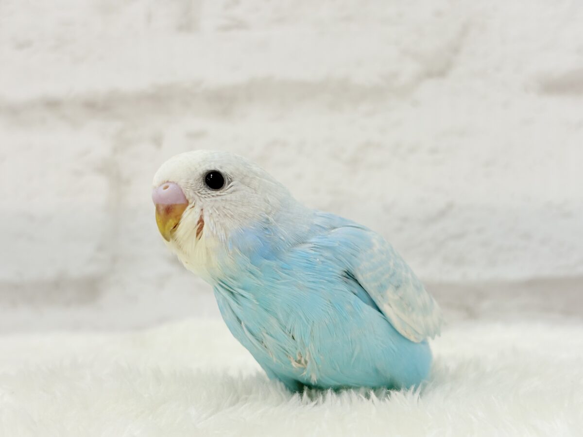 【あと1羽🐣】梅雨時期に輝く紫陽花カラー🐣🪻🫧セキセイインコ(スパングル) ヒナ セキセイインコ