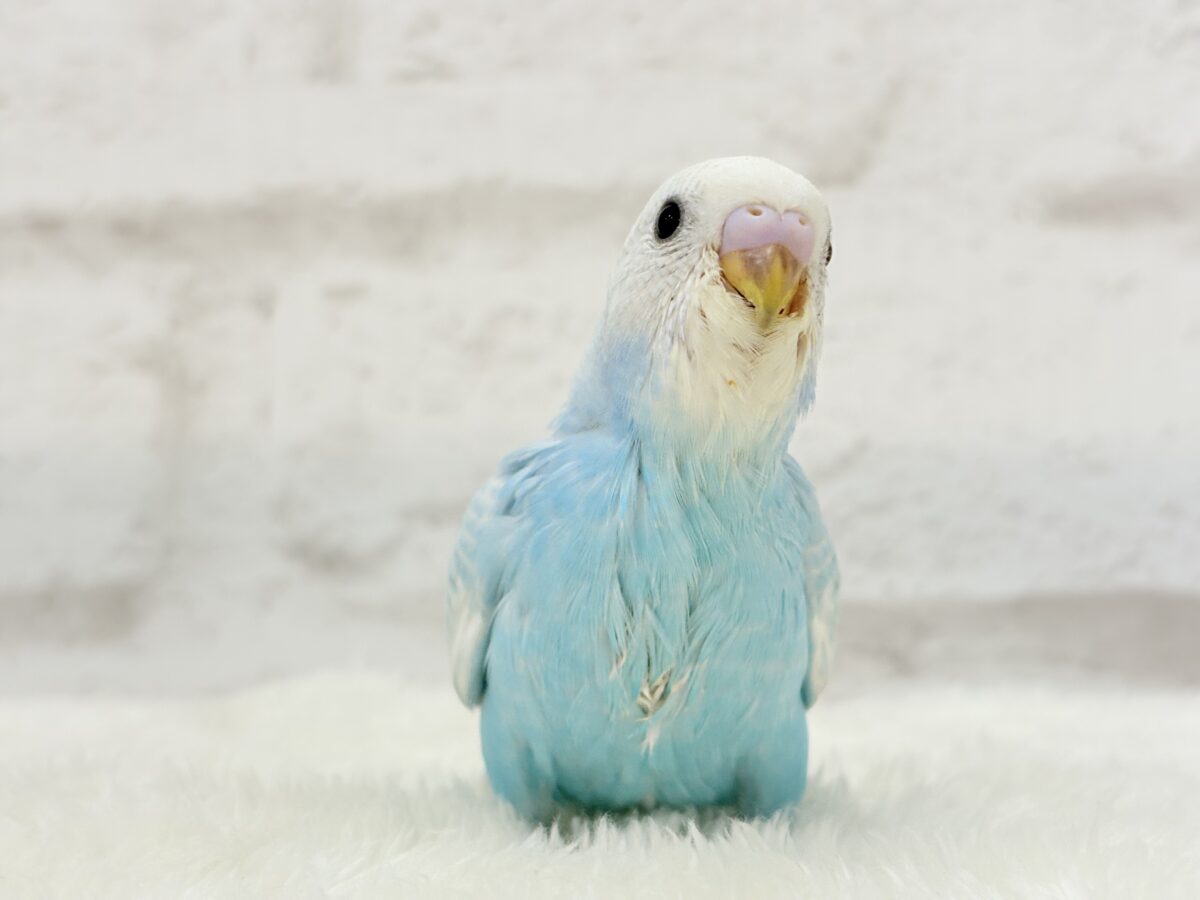 【あと1羽🐣】梅雨時期に輝く紫陽花カラー🐣🪻🫧セキセイインコ(スパングル) ヒナ セキセイインコ
