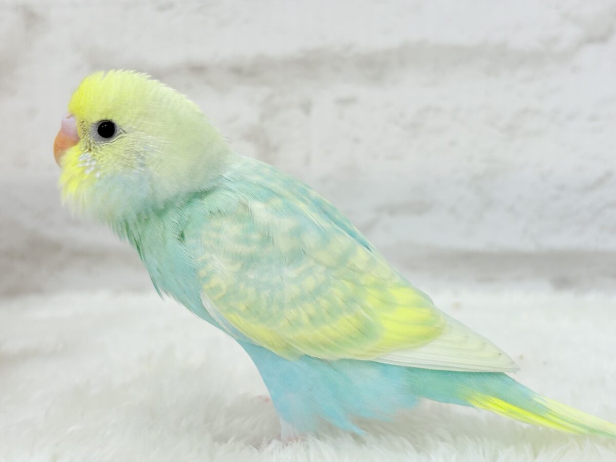 【あと1羽🐣】難易度S級👑瓜二つのふたごちゃん🐣🪇セキセイインコ(パステルカラーレインボー) ヒナ セキセイインコ