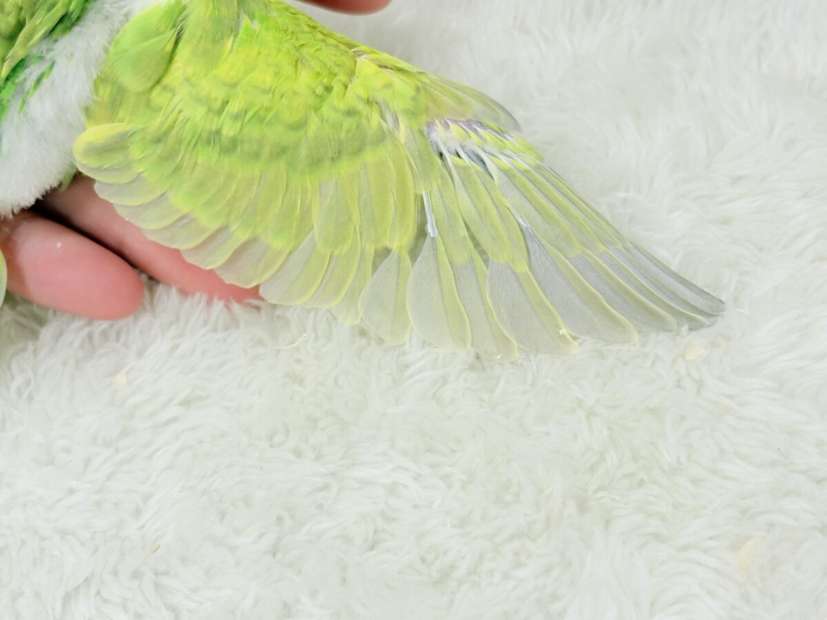【あと1羽🐣】森林浴で癒される〜🌳🫧セキセイインコ ヒナ セキセイインコ