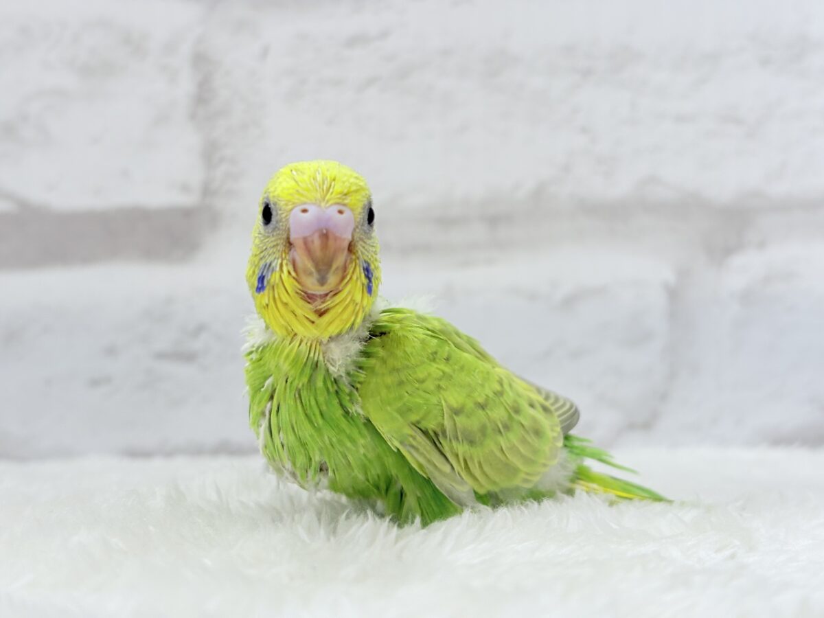 【あと1羽🐣】森林浴で癒される〜🌳🫧セキセイインコ ヒナ セキセイインコ