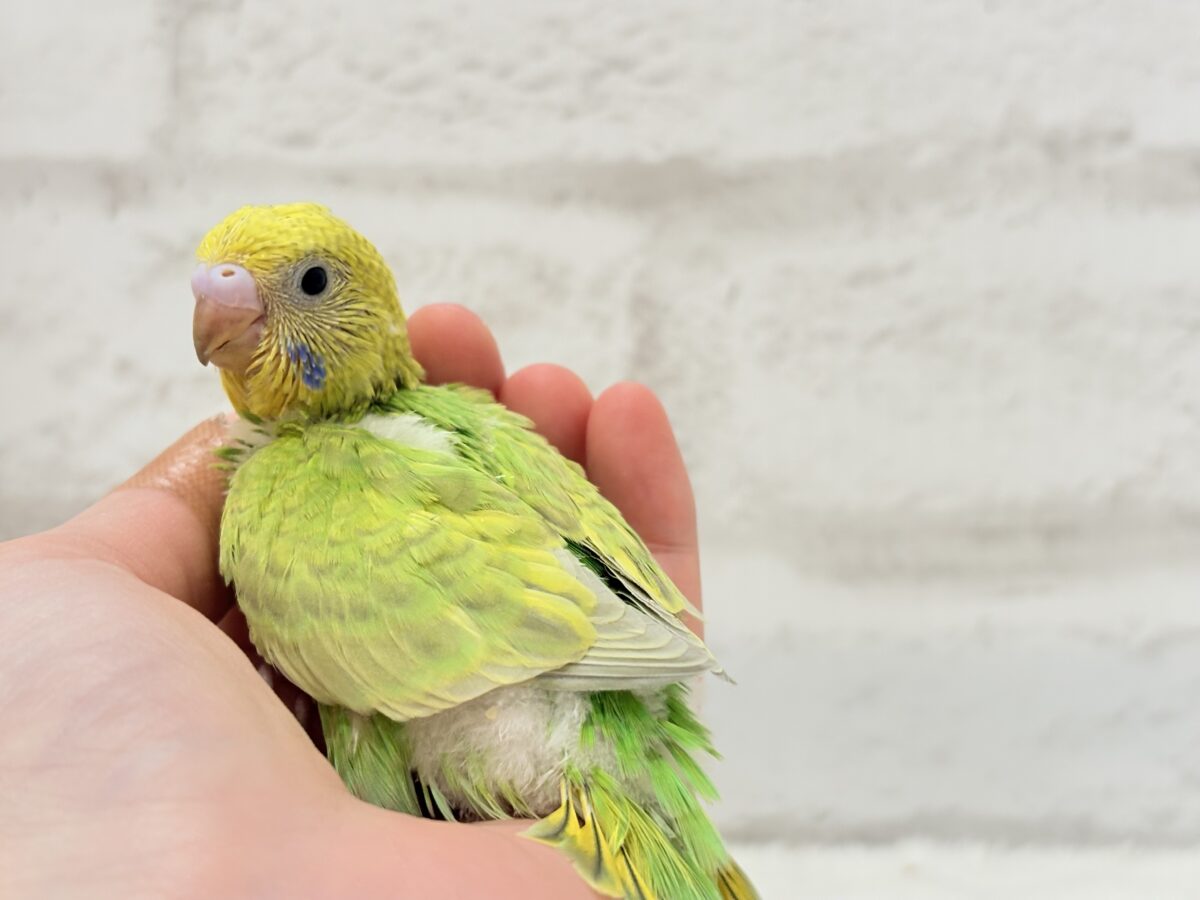 【あと1羽🐣】森林浴で癒される〜🌳🫧セキセイインコ ヒナ セキセイインコ